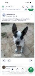 Lost Male Dog last seen 53rd st, Riverside, CA 92509