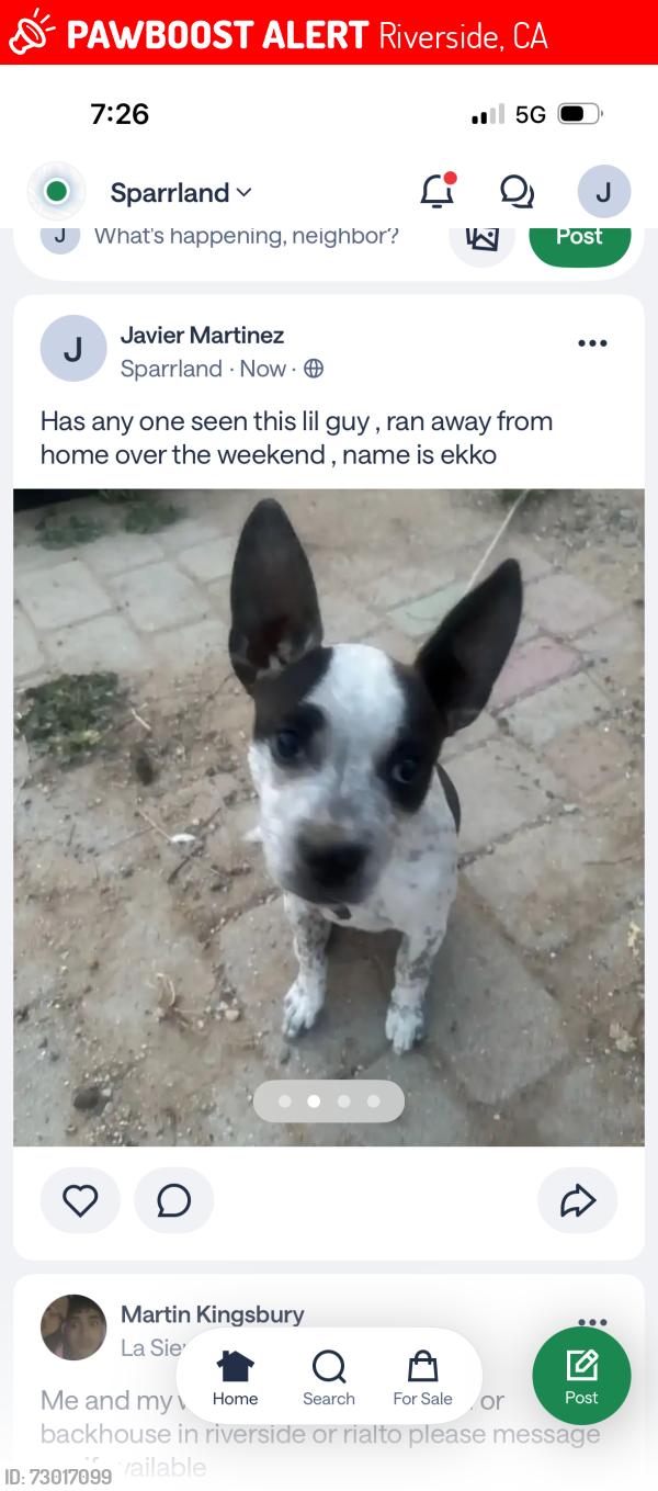 Lost Male Dog last seen 53rd st, Riverside, CA 92509