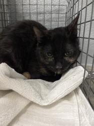 Shelter Stray Female Cat last seen Near BLOCK VITAL CREST ST, LAS VEGAS NV 89123, 655 N Mojave Rd, Las Vegas, NV 89101, USA