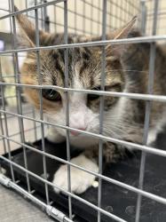 Shelter Stray Female Cat last seen Near BLOCK VITAL CREST ST, LAS VEGAS NV 89123, 655 N Mojave Rd, Las Vegas, NV 89101, USA