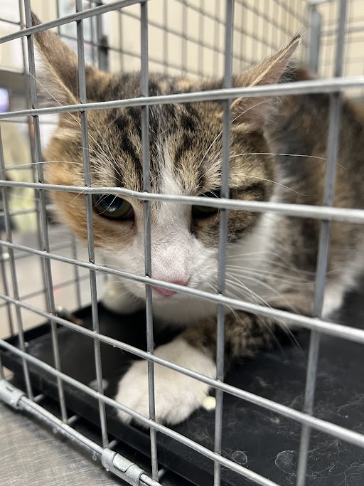 Shelter Stray Female Cat last seen Near BLOCK VITAL CREST ST, LAS VEGAS NV 89123, 655 N Mojave Rd, Las Vegas, NV 89101, USA