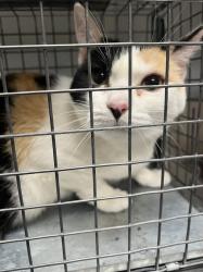 Shelter Stray Female Cat last seen Near BLOCK VITAL CREST ST, LAS VEGAS NV 89123, 655 N Mojave Rd, Las Vegas, NV 89101, USA