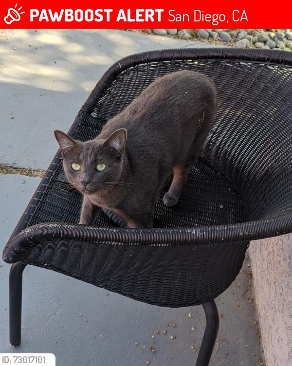Lost Female Cat last seen Mount Everest and Mount Armour, San Diego, CA 92111