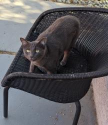 Lost Female Cat last seen Mount Everest and Mount Armour, San Diego, CA 92111