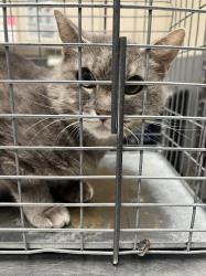 Shelter Stray Female Cat last seen Near BLOCK VITAL CREST ST, LAS VEGAS NV 89123, 655 N Mojave Rd, Las Vegas, NV 89101, USA