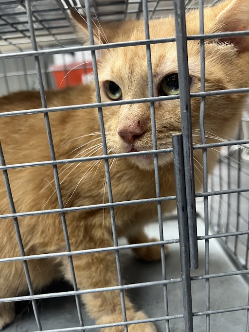Shelter Stray Female Cat last seen Near BLOCK VITAL CREST ST, LAS VEGAS NV 89123, 655 N Mojave Rd, Las Vegas, NV 89101, USA