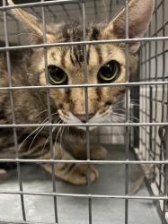 Shelter Stray Male Cat last seen Near BLOCK VITAL CREST ST, LAS VEGAS NV 89123, 655 N Mojave Rd, Las Vegas, NV 89101, USA