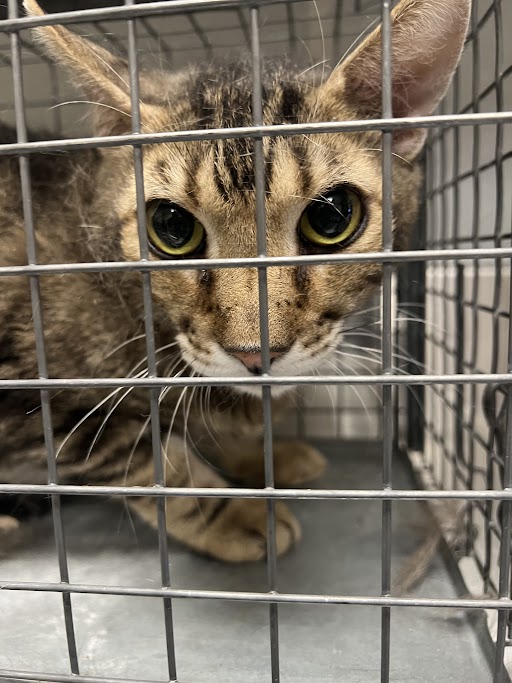 Shelter Stray Male Cat last seen Near BLOCK VITAL CREST ST, LAS VEGAS NV 89123, 655 N Mojave Rd, Las Vegas, NV 89101, USA