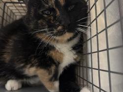 Shelter Stray Female Cat last seen Near BLK OF RIBBON GARLAND CT, 655 N Mojave Rd, Las Vegas, NV 89101, USA