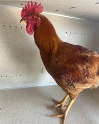 Shelter Stray Female Bird last seen , 11258 Garfield Ave, Downey, CA 90242, USA