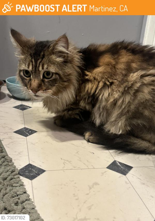 Found/Stray Unknown Cat last seen Berrellesa, Martinez, CA 94553
