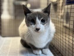 Shelter Stray Female Cat last seen , 957 N Gaffey St, San Pedro, CA 90731, USA