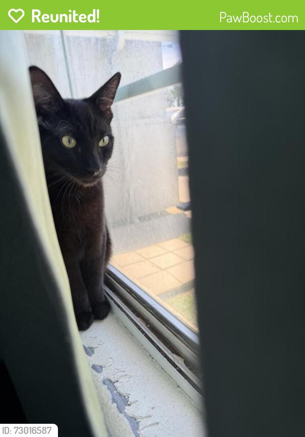 Reunited Male Cat last seen Martinho Ave, Tulare, CA 93274, USA, Tulare, CA 93274