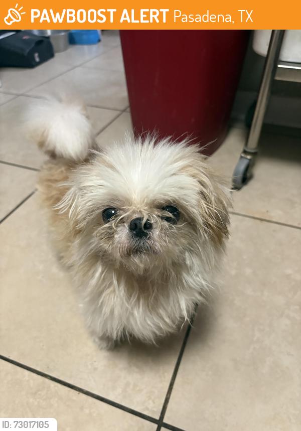Found/Stray Male Dog last seen East Martha Lane and Jane Dr, Pasadena, TX 77502