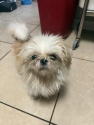 Found/Stray Male Dog last seen East Martha Lane and Jane Dr, Pasadena, TX 77502