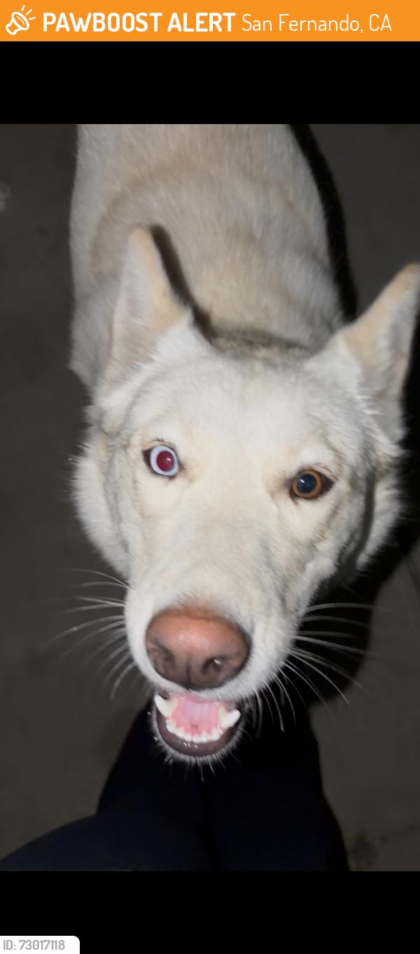 Found/Stray Female Dog last seen By harp street, San Fernando, CA 91340
