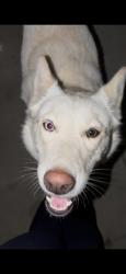 Found/Stray Female Dog last seen By harp street, San Fernando, CA 91340