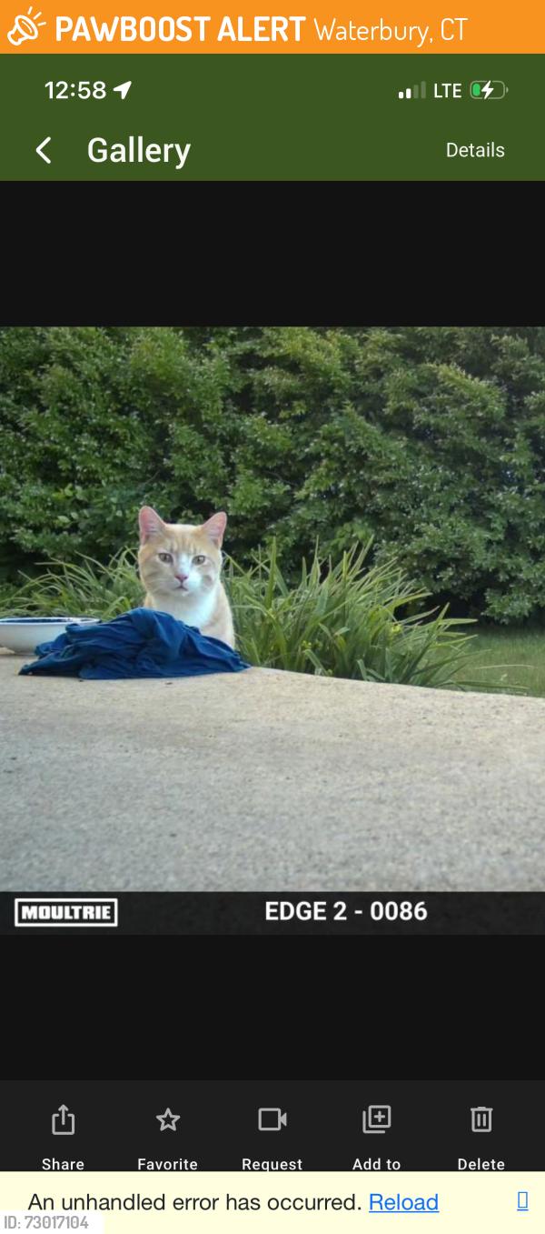 Found/Stray Unknown Cat last seen Alexander , Waterbury, CT 06705