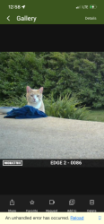 Found/Stray Unknown Cat last seen Alexander , Waterbury, CT 06705