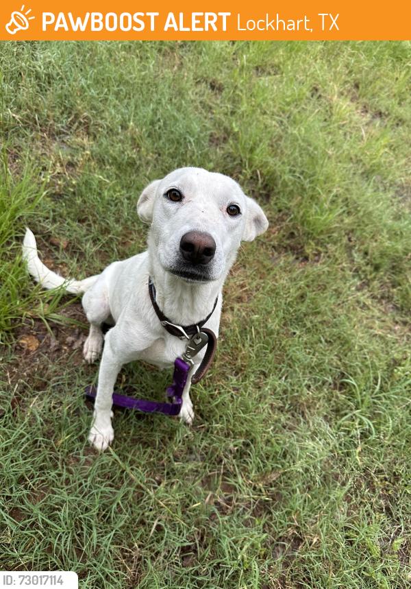 Found/Stray Female Dog last seen Near FM20 Lockhart TX, Lockhart, TX 78644