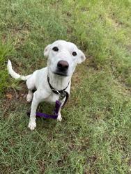 Found/Stray Female Dog last seen Near FM20 Lockhart TX, Lockhart, TX 78644