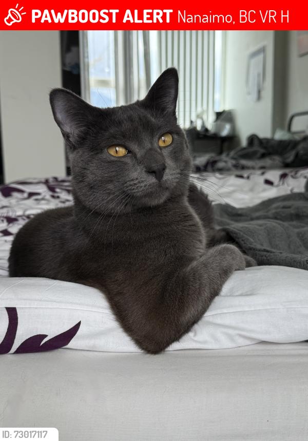 Lost Male Cat last seen Mafeo Park, Nanaimo, BC V9R 5H1