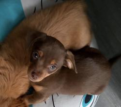 Lost Male Dog last seen Autumn Cir Building 8, Cocoa, FL 32922