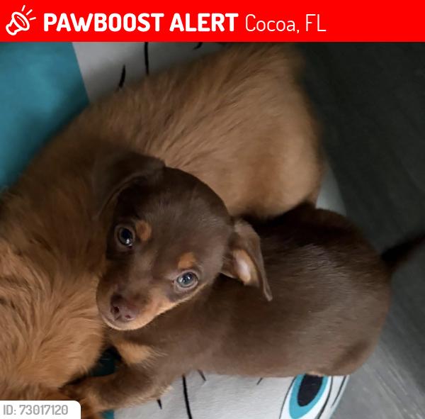 Lost Male Dog last seen Autumn Cir Building 8, Cocoa, FL 32922