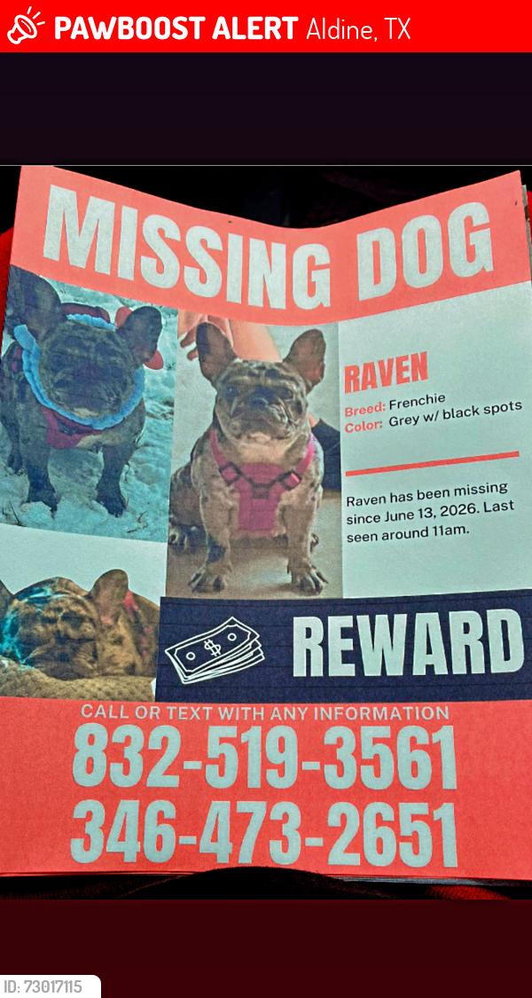 Lost Female Dog last seen Airline , gulfbank , Aldine mail rt. Surrounding areas , Aldine, TX 77037