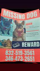 Lost Female Dog last seen Airline , gulfbank , Aldine mail rt. Surrounding areas , Aldine, TX 77037