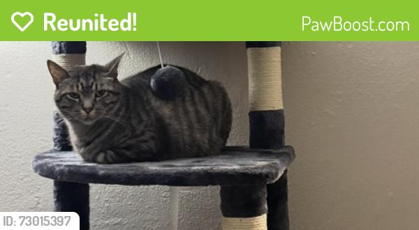 Reunited Male Cat last seen 29th and Olive St, Park Hill , Denver, CO 80207