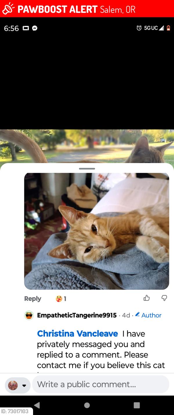 Lost Female Cat last seen Royvonne apts royvonne and commercial Street , Salem, OR 97302