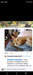 Lost Female Cat last seen Royvonne apts royvonne and commercial Street , Salem, OR 97302