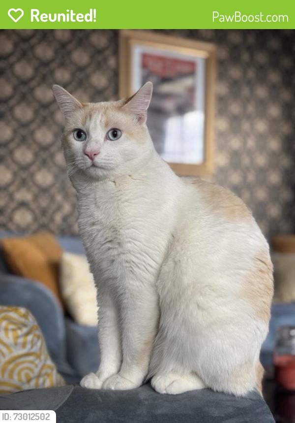 Reunited Male Cat last seen Grand View and Centinela ( west) , Los Angeles, CA 90066