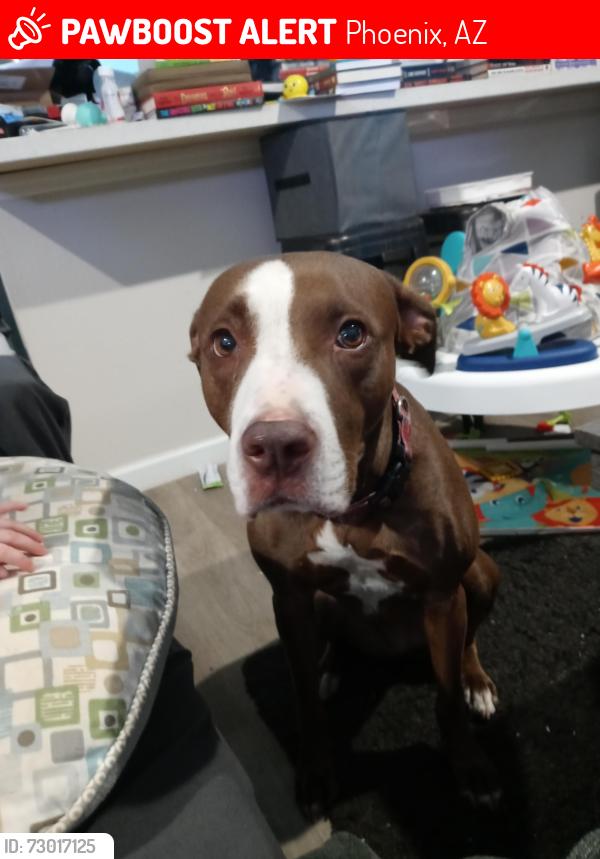 Lost Female Dog last seen Last seen near Thomas Rd and 30th Ave heading north, Phoenix, AZ 85009
