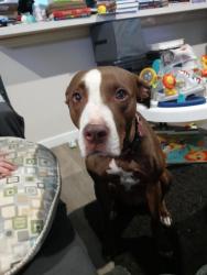 Lost Female Dog last seen Last seen near Thomas Rd and 30th Ave heading north, Phoenix, AZ 85009