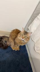 Lost Male Cat last seen Near Coronado pkwy s , Denver, CO 80229