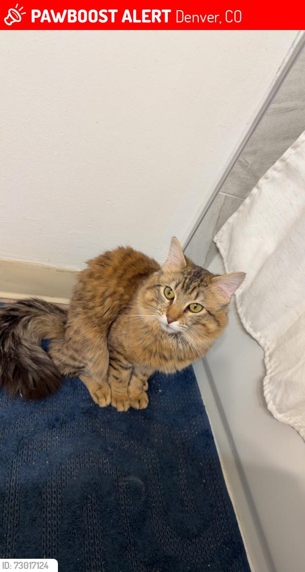 Lost Male Cat last seen Near Coronado pkwy s , Denver, CO 80229