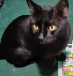 Lost Male Cat last seen Jewel Cave & Muir Woods, Sunrise Manor, NV 89122