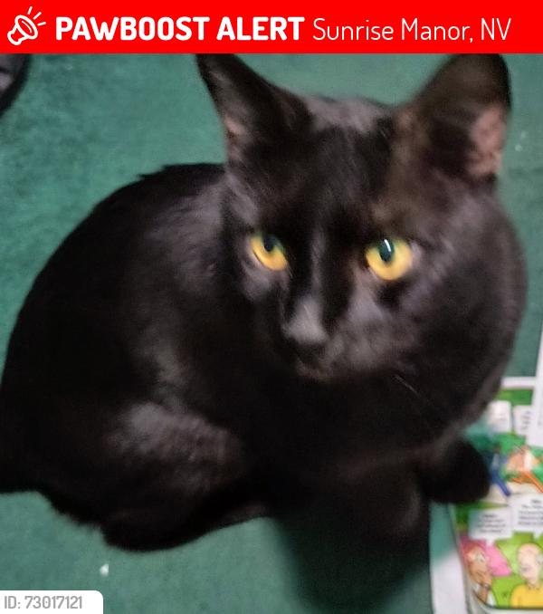 Lost Male Cat last seen Jewel Cave & Muir Woods, Sunrise Manor, NV 89122