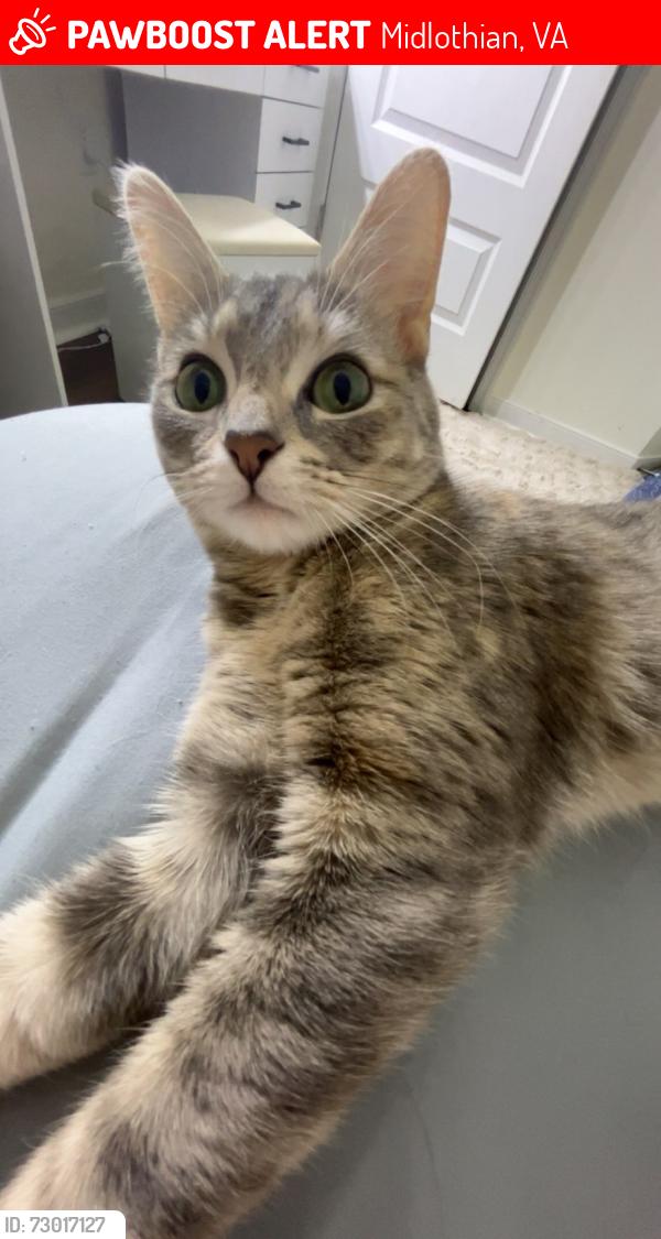 Lost Female Cat last seen bjs and toyota dealership on hull street road, Midlothian, VA 23112