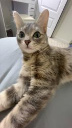 Lost Female Cat last seen bjs and toyota dealership on hull street road, Midlothian, VA 23112