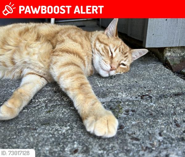 Lost Male Cat last seen In the Jericho neighborhood off of Dorchester Rd. , North Charleston, SC 29418