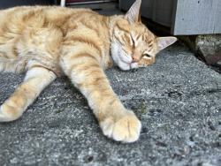 Lost Male Cat last seen In the Jericho neighborhood off of Dorchester Rd. , North Charleston, SC 29418