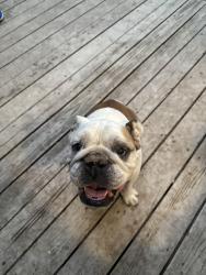 Reunited Unknown Dog last seen Ashdale & 69th Pl (Garden Home), Portland, OR 97223