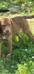 Reunited Male Dog last seen Woodview Ave. Cleveland Heights OH , Cleveland Heights, OH 44121