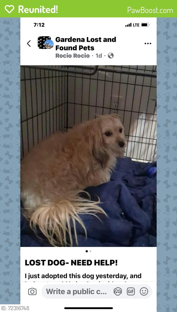 Reunited Female Dog last seen Near street and Normandie, Gardena, CA 90247