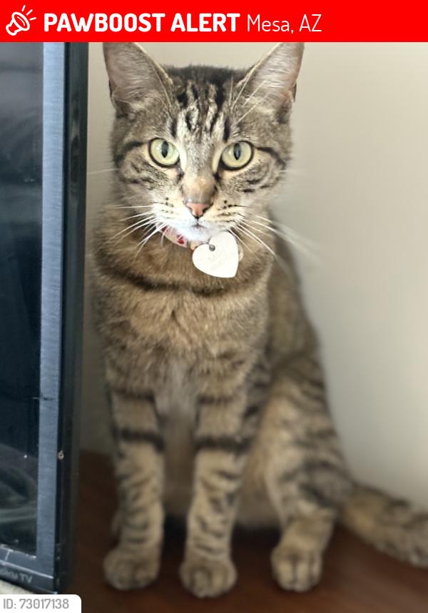 Lost Female Cat last seen Val vista, Mesa, AZ 85205