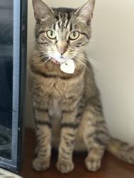 Lost Female Cat last seen Val vista, Mesa, AZ 85205