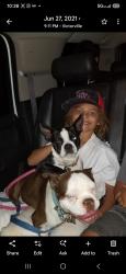 Reunited Female Dog last seen La mesa in el evado , Victorville, CA 92392